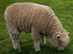 Ryeland Sheep